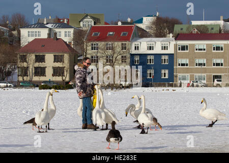 Man feeding whooper swans (Cygnus cygnus) by hand on a frozen lake in winter in the city Reykjavic, Iceland Stock Photo