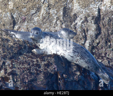 Harbor Seals on rocks, Oregon Coast Stock Photo