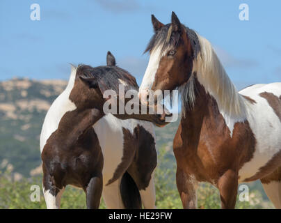 Yearling Gypsy Vanner Horse colt and filly Stock Photo