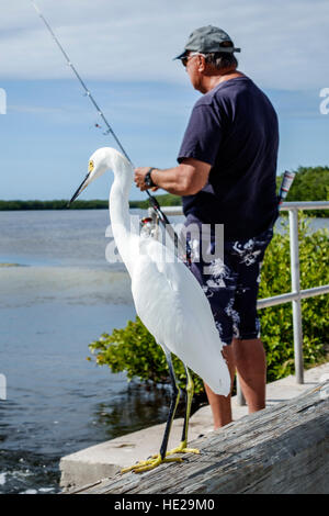 Florida Sanibel Island,J. N. J.N. JN Ding Darling National Wildlife Refuge,snowy egret,adult,adults,man men male,fishing,Sanibel Bayou,FL161129248 Stock Photo