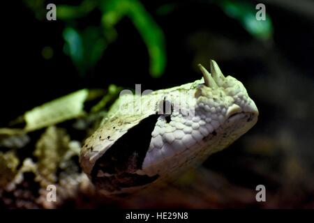 A large venomous horned viper snake Stock Photo