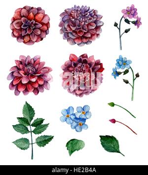 Watercolor blossom dahlias flowers vector clip art Stock Vector