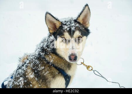 Husky dog, Dog sledding in Vindelfjällen, Sweden
