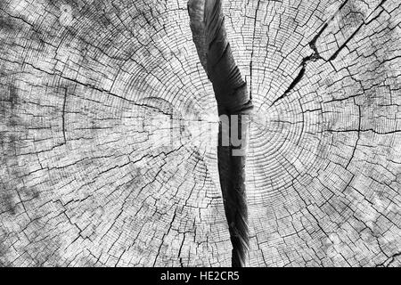 Cross-sectional view of cracked log wood texture Stock Photo