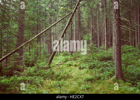 Deep green spruce forest in late summer Stock Photo