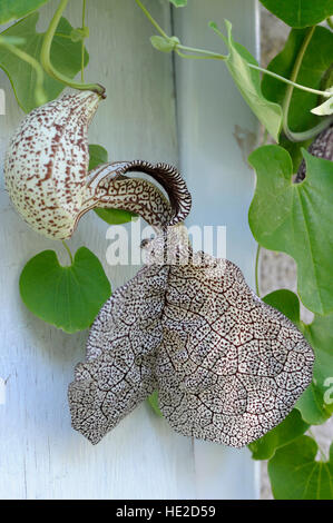 Aristolochia sp. aff. labiata 'Macae de Cima' in flower Stock Photo