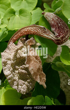 Aristolochia sp. aff. labiata 'Macae de Cima' in flower Stock Photo
