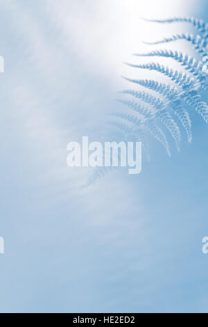 Abstract lush forest blue fern background Stock Photo