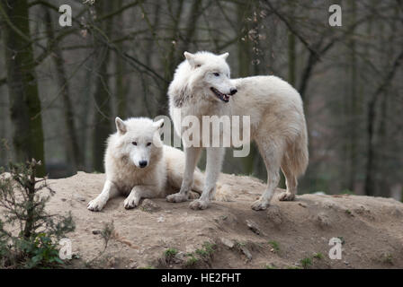 Two Arctic Wolves Canis lupus arctos in the zoo in Brno, Czech Republic Stock Photo