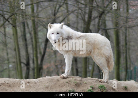 Arctic Wolf Canis lupus arctos in the zoo in Brno, Czech Republic Stock Photo