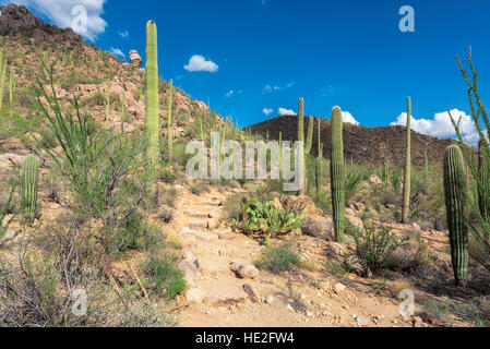 Saguaro cactus trail in Saguaro National Park, Arizona. Stock Photo