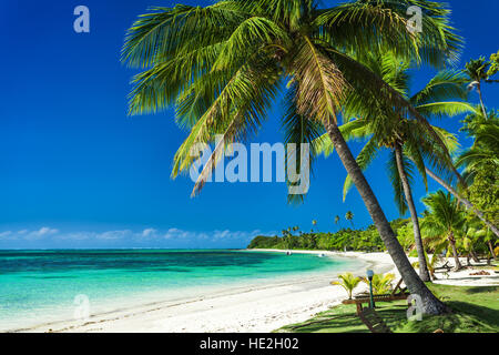 Palm trees on a white sandy beach at Plantation Island, Fiji, South Pacific Stock Photo