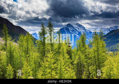 Mount Temple rises above a forest of Alpine Larch Larix lyallii on the Baker Creek trail in Banff National Park Alberta Canada Stock Photo
