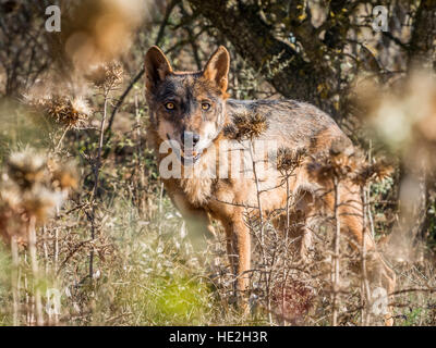 Iberian wolf with beautiful eyes in the forest in summer Stock Photo