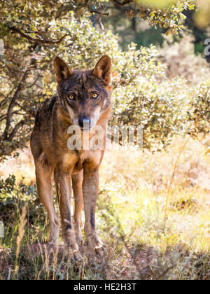 Iberian wolf with beautiful eyes in  a sunny day in autumn Stock Photo