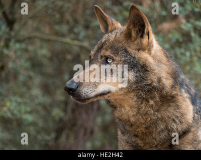 Iberian wolf portrait (Canis lupus signatus) Stock Photo
