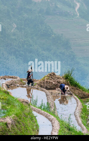 Farmers in Longsheng Longji Dragon Spine Rice Terraces paddies fields on hillside Longsheng, guilin, Guangxi, China. Stock Photo