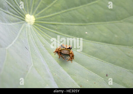 White-lipped Frog, Hylarana (Chalcorana) labialis White-lipped Frog, Hylarana (Chalcorana) labialis