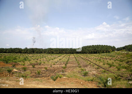 Palm Oil Plantation in Sabah, Borneo, Malaysia Stock Photo