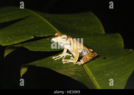 File-eared Tree Frog, Polypedates otilophus, on leaf at night Stock Photo