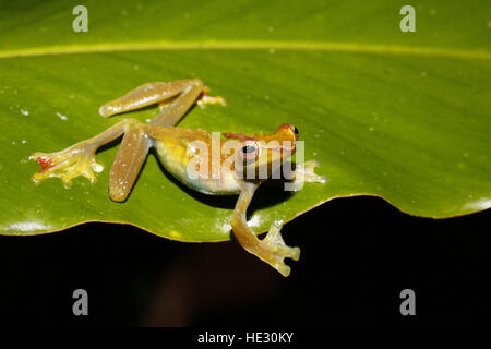 Jade Tree Frog, Rhacophorus dulitensis, female with eggs visible through skin Stock Photo