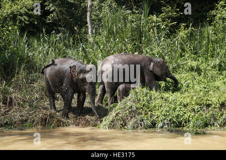 Borneo (Asian) Pygmy Elephant, Elephas maxima borneensis, at waterside