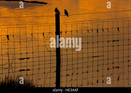 Starlings Sturnus vulgaris on fence in flooded field Stock Photo