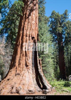 Giant sequoia tree base with some burning marks Stock Photo