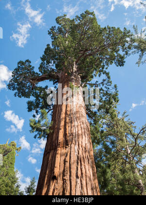 General Sherman Tree, giant sequoia Stock Photo