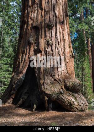 General Sherman Tree base, Sequoia National Park Stock Photo