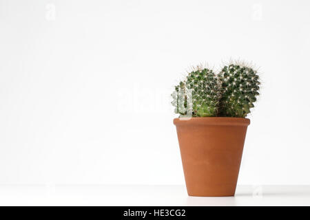 still life image of cactus plant in a pot Stock Photo