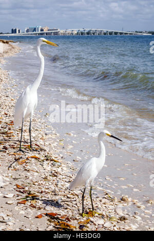 Florida Sanibel Island,Causeway,San Carlos Bay,snowy egret Egretta thula heron,great egret Ardea alba common large great white heron,FL161129305