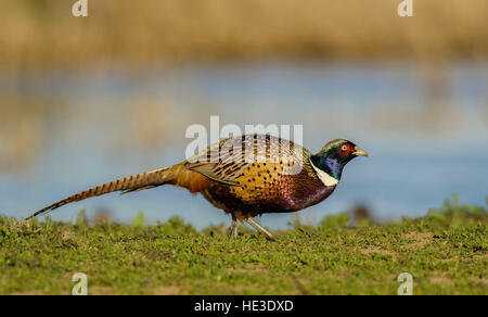 Ring-necked pheasant (Phasianus colchicus) walking along river bank
