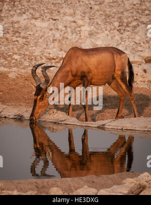 Red Hartebeest (Alcelaphus buselaphus caama) drinking from a waterhole in Etosha National Park, Namibia Stock Photo