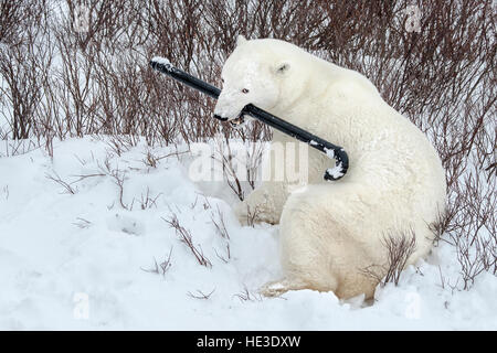 Polar Bear (Ursus maritimus) with sewer vent pipe in its mouth Stock Photo