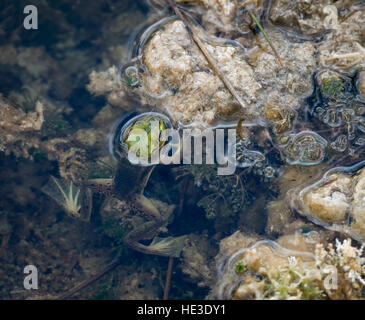 Pig Frog (Rana grylio) in shallow water, Everglades National Park Stock Photo