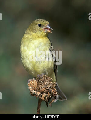 Lesser Goldfinch (Spinus psaltria), female, perched Stock Photo