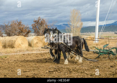 Shire horses harnessed to an antique plow which is being used to farm a small plot of land Stock Photo
