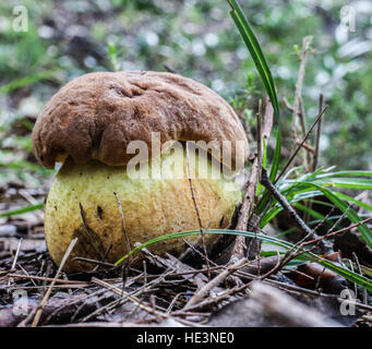 Boletus appendiculatus Stock Photo