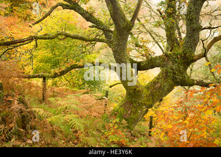 Sessile oak tree (Quercus petraea) near Pitlochry, Perthshire, Scotland, UK Stock Photo