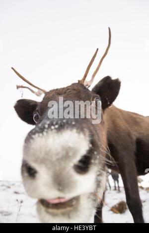 Reindeer from a managed semi-wild herd on the slopes of the Cairngorms National Park, Scotland, UK Stock Photo