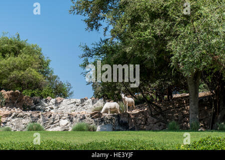 Goat at the edge of a mountain in Oman salalah dhofar region Stock Photo