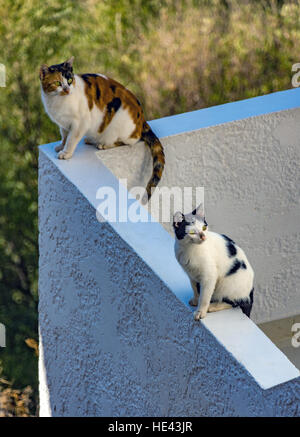 Two feral cats sat on a blue wall watching something off camera Stock Photo