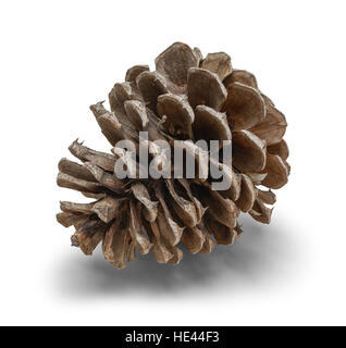 One Small Pine Cone Isolated on White Background. Stock Photo