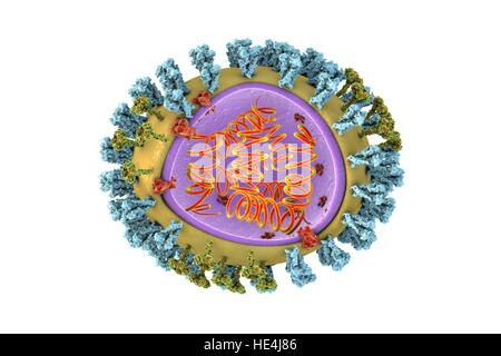 Bird flu virus. 3D illustration of an avian influenza H5N8 ...