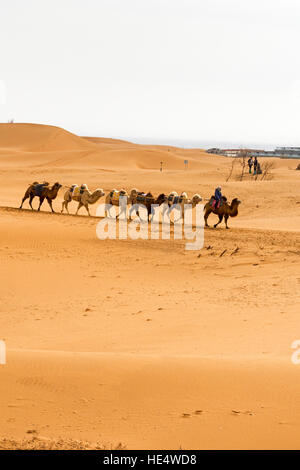 Guide leading camels at Shapotou Scenic Area, Zhongwei, Ningxia, China Stock Photo