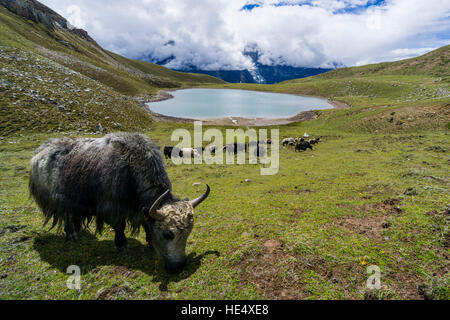 View across Ice Lake on the Annapurna range covered in thunderstorm clouds, a herd of yaks is grazing Stock Photo