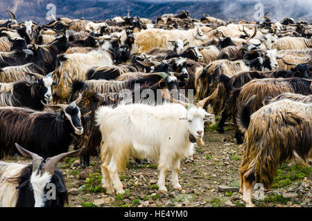 A herd of goats is moving on the search of food in the barren landscape of Upper Mustang Stock Photo