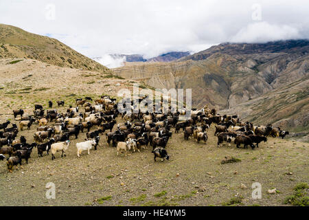 A herd of goats is moving on the search of food in the barren landscape of Upper Mustang Stock Photo