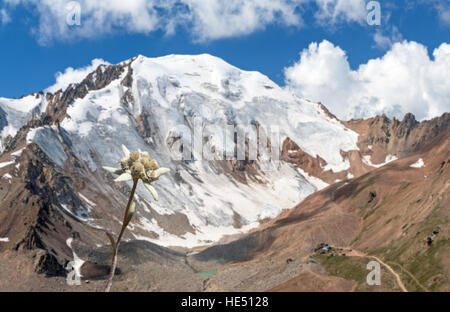 Sunny impressive Edelweiss on the background of snow peak with blue sky and clouds. Stock Photo